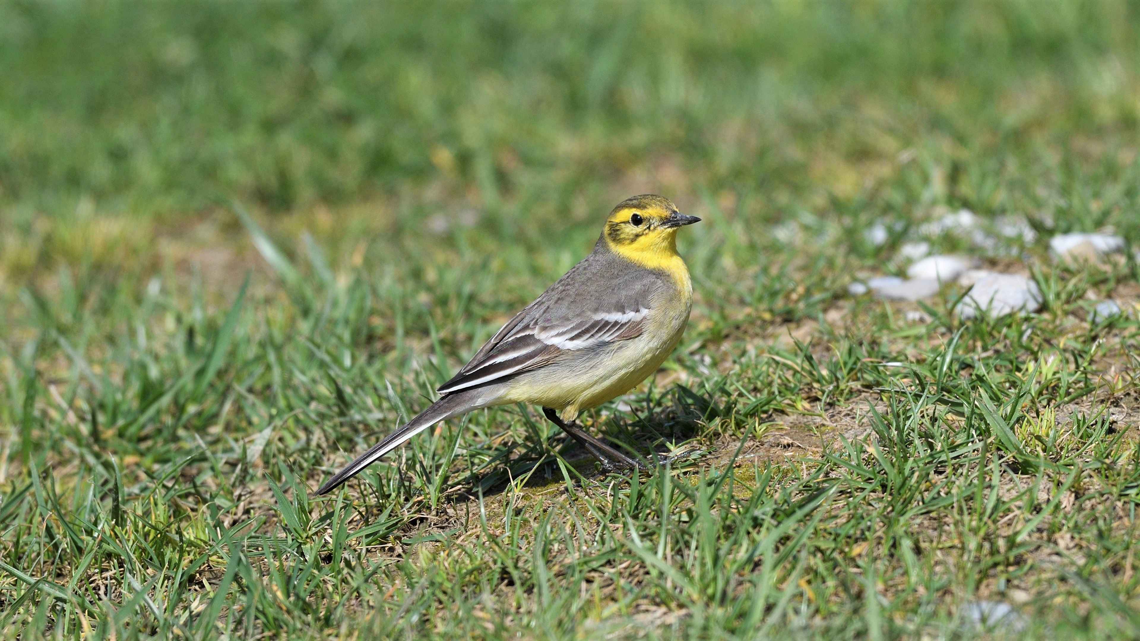 Citrine Wagtail
